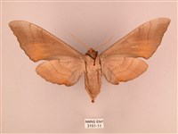 栗六點天蛾藏品圖，第2張