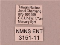 栗六點天蛾藏品圖，第3張