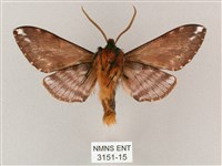 井上氏絨毛天蛾藏品圖，第2張