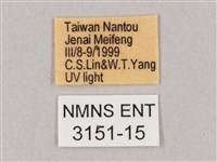 井上氏絨毛天蛾藏品圖，第3張