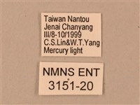 臺灣鋸翅天蛾藏品圖，第3張