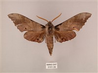 栗六點天蛾藏品圖，第1張