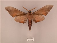 栗六點天蛾藏品圖，第2張