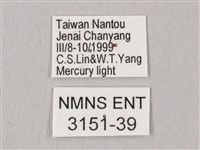 栗六點天蛾藏品圖，第3張