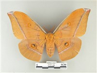 紅目天蠶蛾藏品圖，第1張