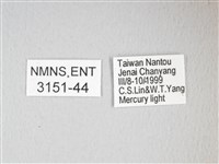 紅目天蠶蛾藏品圖，第3張