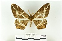 樹形尺蛾藏品圖，第1張