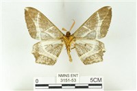 樹形尺蛾藏品圖，第2張