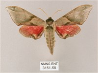 榆綠天蛾藏品圖，第1張