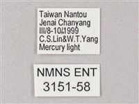 榆綠天蛾藏品圖，第3張