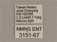 黑帶鷹翅天蛾藏品圖，第3張