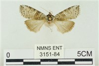 帶波紋蛾藏品圖，第1張