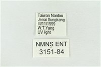 帶波紋蛾藏品圖，第3張