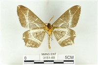 樹形尺蛾藏品圖，第2張