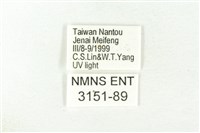 樹形尺蛾藏品圖，第3張