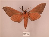 直翅六點天蛾藏品圖，第2張