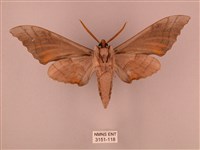 栗六點天蛾藏品圖，第2張