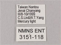 栗六點天蛾藏品圖，第3張