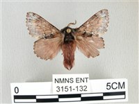 銀肩枯葉蛾藏品圖，第1張