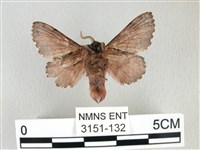 銀肩枯葉蛾藏品圖，第2張