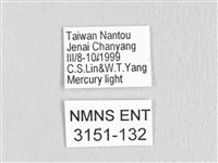 銀肩枯葉蛾藏品圖，第3張