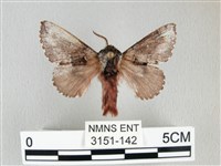 銀肩枯葉蛾藏品圖，第1張