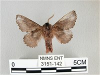 銀肩枯葉蛾藏品圖，第2張