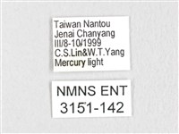 銀肩枯葉蛾藏品圖，第3張