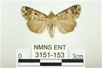 白斑散紋夜蛾藏品圖，第1張