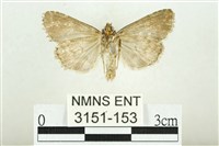 白斑散紋夜蛾藏品圖，第2張