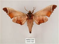 黑角六點天蛾藏品圖，第2張