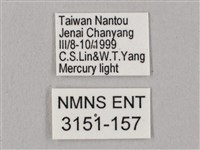 黑角六點天蛾藏品圖，第3張