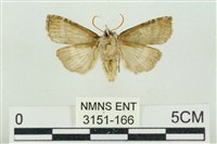 帶波紋蛾藏品圖，第2張