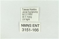 帶波紋蛾藏品圖，第3張