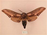 臺灣鋸翅天蛾藏品圖，第1張