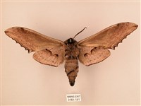 臺灣鋸翅天蛾藏品圖，第2張