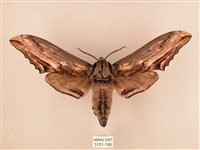 臺灣鋸翅天蛾藏品圖，第1張