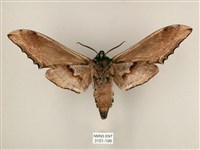 臺灣鋸翅天蛾藏品圖，第2張