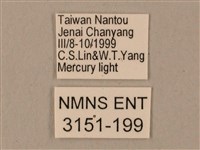 臺灣鋸翅天蛾藏品圖，第3張