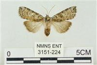 帶波紋蛾藏品圖，第1張