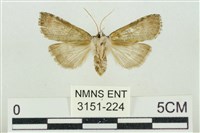 帶波紋蛾藏品圖，第2張