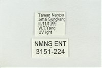 帶波紋蛾藏品圖，第3張