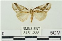 素木氏美波紋蛾藏品圖，第1張