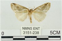 素木氏美波紋蛾藏品圖，第2張