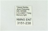 素木氏美波紋蛾藏品圖，第3張