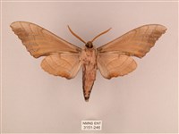 栗六點天蛾藏品圖，第2張