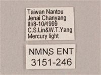 栗六點天蛾藏品圖，第3張