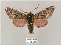 井上氏絨毛天蛾藏品圖，第1張