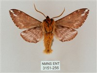 井上氏絨毛天蛾藏品圖，第2張