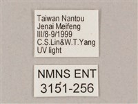 井上氏絨毛天蛾藏品圖，第3張